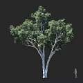 Large Tree With White Trunk Lush Green Leaves And Human Figure Showing Height