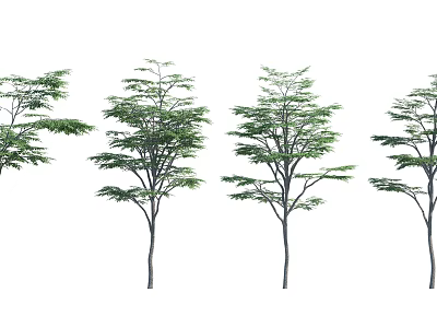 Multiple Arbors With Lush Green Foliage And Slender Trunks Isolated On White 3d model