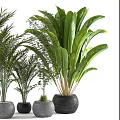 Indoor Potted Plants With Feathery And Broad Leaves In Black Pots For Home Decoration