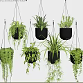 Various Hanging Basket Green Plants with Trailing Foliage in Black Pots