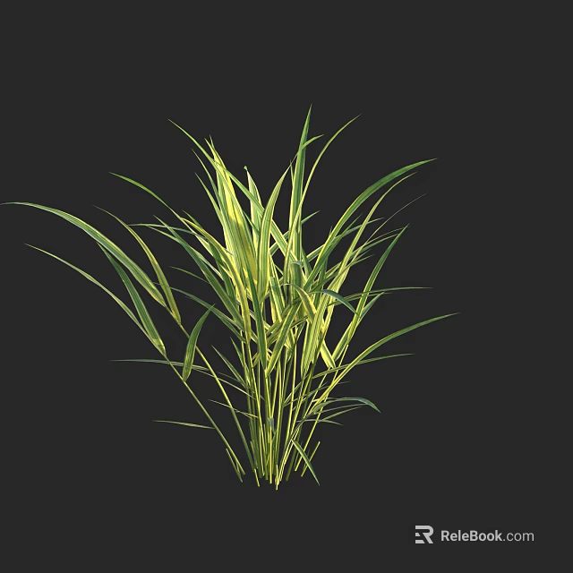 Green Grass with Slender Leaves and Lush Appearance Against Black Background 3d model 