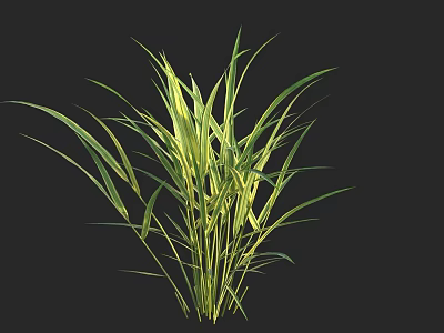 Green Grass with Slender Leaves and Lush Appearance Against Black Background 3d model