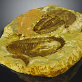 Prehistoric Trilobite Fossil Well Preserved with Detailed Features in Ancient Stone Slab
