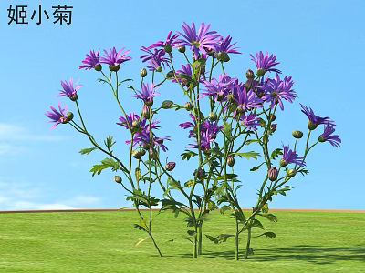 Beautiful Purple Marguerite Daisy Flowers With Green Leaves In Blue Sky Grassland 3d model
