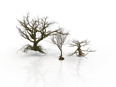 Three Bare Trees Featuring Exposed Roots Against White Background With Ground Reflections 3d model