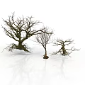 Three Bare Trees Featuring Exposed Roots Against White Background With Ground Reflections