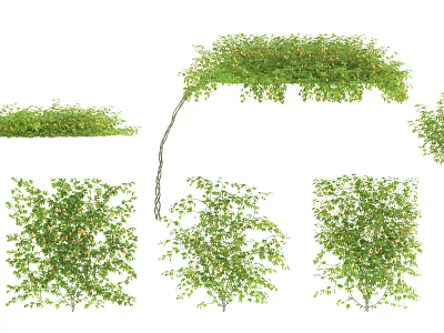 Lush Green Vines Showcasing Various Growth Forms And Natural Foliage For Landscaping 3d model