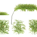 Lush Green Vines Showcasing Various Growth Forms And Natural Foliage For Landscaping