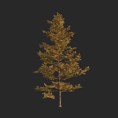 Tall Tree With Green Yellow Foliage And Slender Trunk Against Black Background 3d model