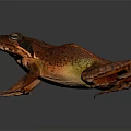 Detailed Red Frog With Textured Skin On Dark Background In Close Up View