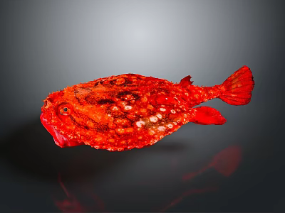 Fish Freshwater Fish Sea Fish Animal Game Animal Cartoon Animal Realistic Animal 3d model