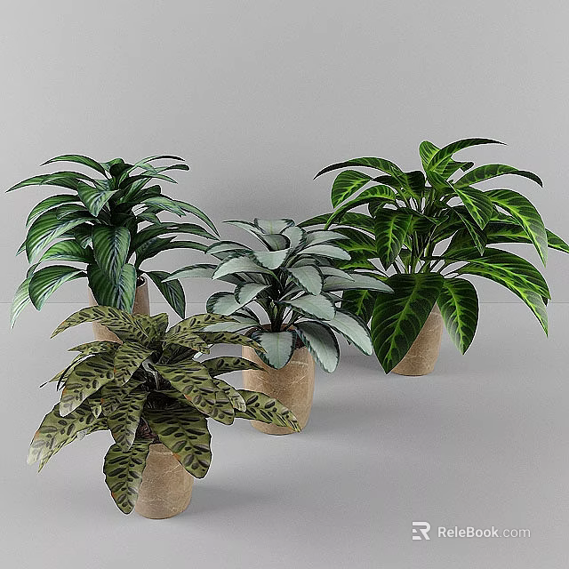 Indoor Decorative Potted Plants With Variegated Green Leaves In Terracotta Pots 3d model 