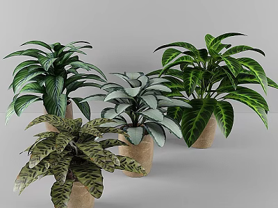 Indoor Decorative Potted Plants With Variegated Green Leaves In Terracotta Pots 3d model