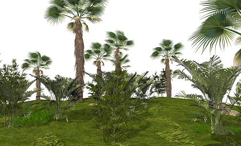 Modern Plant Palm Plant 3d model