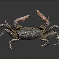 Vibrant Blue Purple Crab With Large Claws And Legs On Dark Background With Reflection