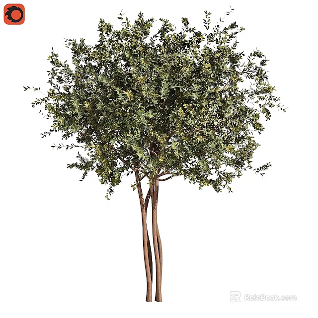 Lush Green Olive Tree With Multiple Trunks For Outdoor Landscape Design 3d model 