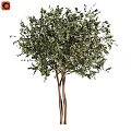 Lush Green Olive Tree With Multiple Trunks For Outdoor Landscape Design