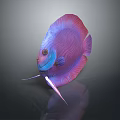 Vibrant Tropical Fish with Pink Purple Blue Striped Body and Shiny Fins on Dark Background