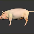 Realistic Pink Pig Standing On Smooth Black Surface With Reflection 3d model