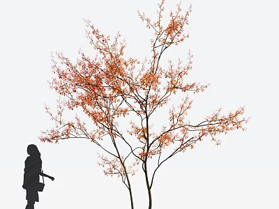 Arbor With Orange Red Leaves And Woman Silhouette On White Background 3d model