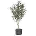 Olive Tree Potted Plant with Green Leaves in Modern Black Pot