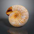 Ammonite Fossil With Spiral Texture And Yellowish White Shell On Dark Background