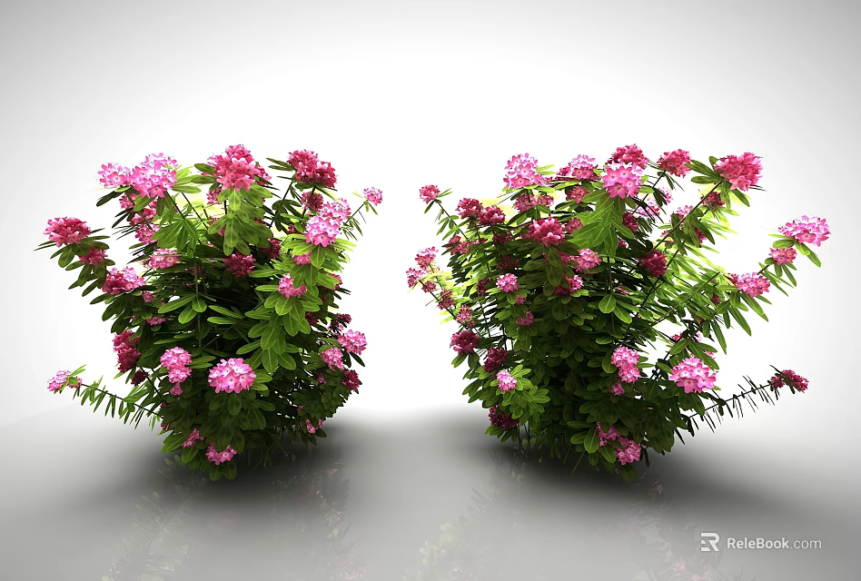 Vibrant Flowering Shrubs Displaying Pink Red Blossoms And Green Foliage Against White Reflective Background 3d model 