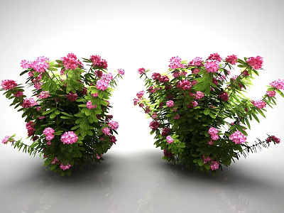 Vibrant Flowering Shrubs Displaying Pink Red Blossoms And Green Foliage Against White Reflective Background 3d model