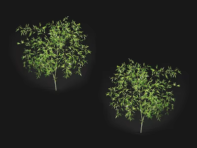 Two Green Arbor Trees With Lush Foliage Isolated On Black Background 3d model