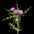 Thistle Plant with Green Stem Spiky Leaves and Pink Flowers on Black Background