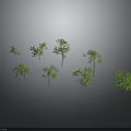 Green Plants of Various Sizes and Shapes Against Gray Gradient Background
