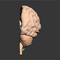 Human Brain 3D Anatomical Model Detailed View Showing Cerebral Lobes And Brainstem