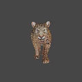 Realistic Leopard 3D Model With Detailed Fur Pattern And Walking Stance 3d model