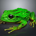Green Frog With Large Black Eyes Bumpy Textured Skin And Outstretched Limbs On Dark Background