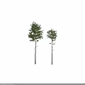 Tall Green Leafy Trees in Different Sizes Isolated on White Background
