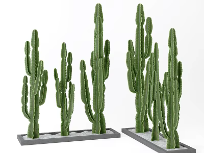 Green Cactus Potted Plants in Rectangular Trays with White Sand 3d model