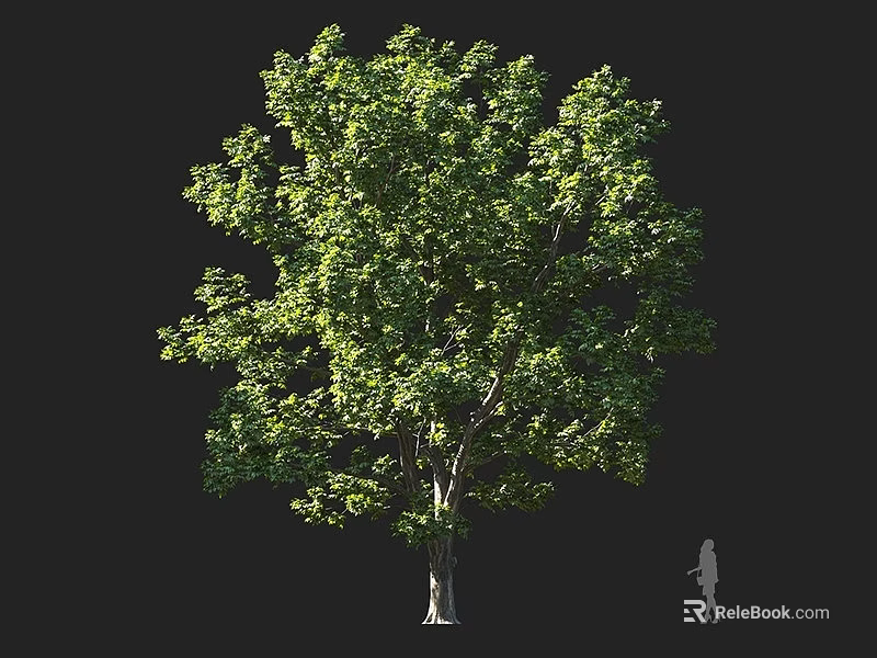Tall Arbor With Lush Green Leaves Thick Trunk And Human Figure For Scale 3d model 