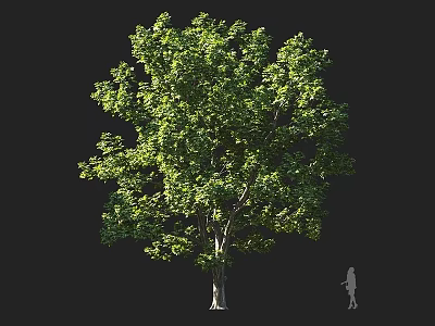 Tall Arbor With Lush Green Leaves Thick Trunk And Human Figure For Scale 3d model
