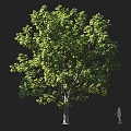 Black Walnut Tree Street Tree Roadside Tree Street Tree Roundhead Tree Landscape Tree Ornamental Tree Shade Tree Garden Tree 3d model