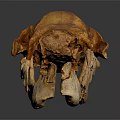 Large Ancient Animal Fossil Skull With Prehistoric Bone Structure And Scientific Significance