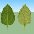 Two Fresh Green Leaves With Detailed Veins And Serrated Edges Close Up