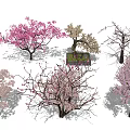 Flowering Arbor Trees With Pink And White Blossoms In Garden Landscaping