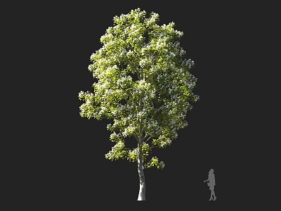 Tall Arbor With Lush Green Foliage And Human Silhouette For Scale 3d model