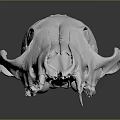 White Animal Skull Organ Structure Displayed On Dark Background With Detailed Bone Texture