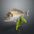 Gray White Sea Fish With Black Yellow Head Markings And Green Seaweed On Dark Background