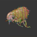 Golden Furry Flea Detailed Close up View on Black Background with Reflection
