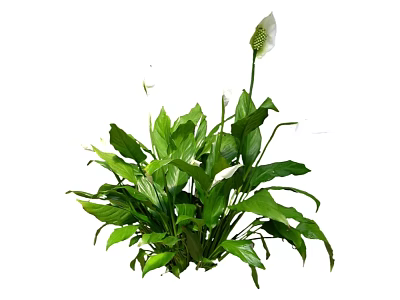 Lush Indoor Plant With Green Leaves And White Flowers For Home Decoration 3d model