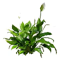 Lush Indoor Plant With Green Leaves And White Flowers For Home Decoration