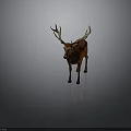 Majestic Brown Deer With Large Antlers Standing On Gray Background