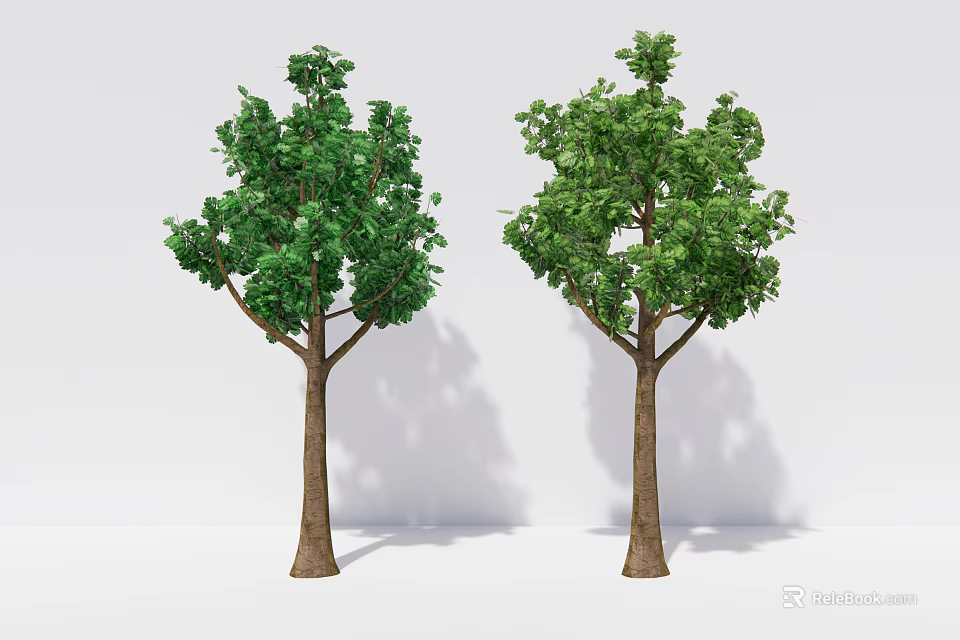 Two Trees With Green Leaves Brown Trunks And Shadows Against White Background 3d model 